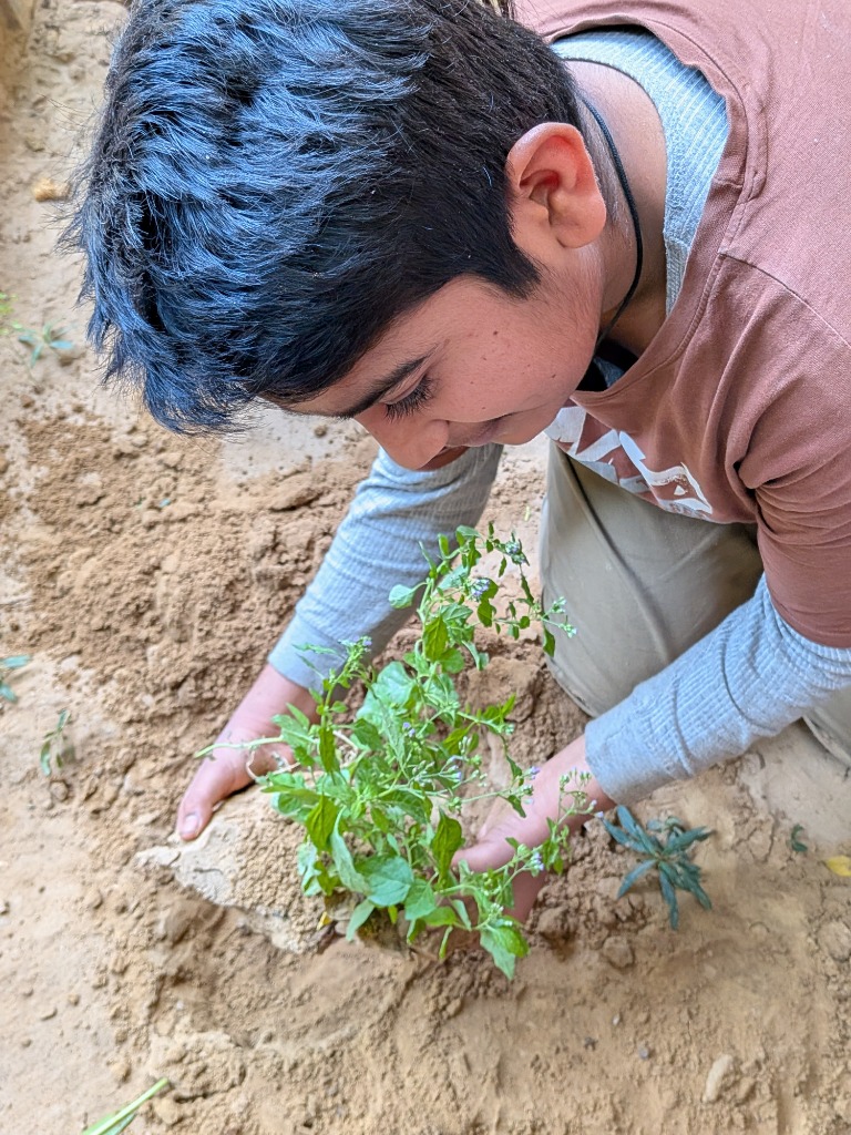 Sustainable Impact - Planting